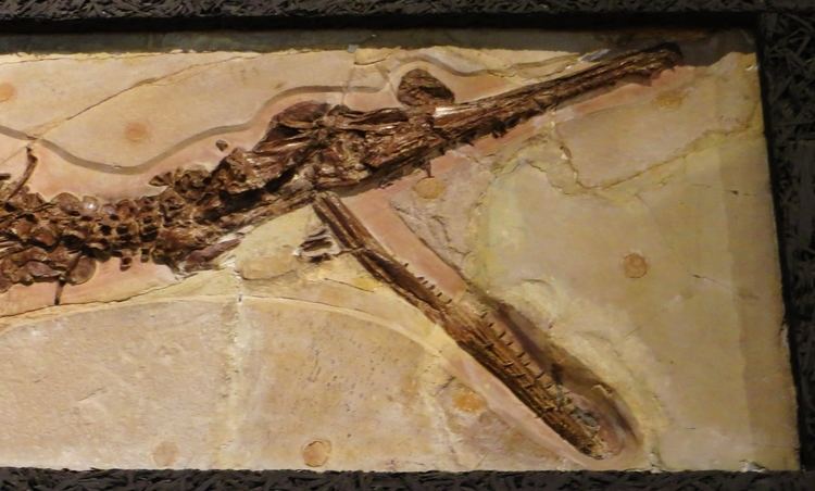 Cricosaurus FileCricosaurus suevicus skull TubingenJPG Wikimedia Commons