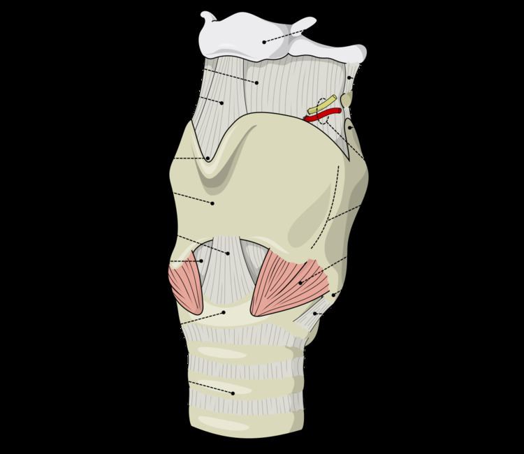 Cricothyroid articulation