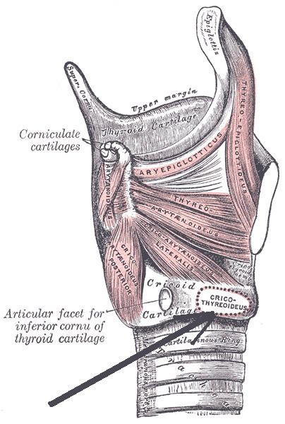 Cricothyroid muscle