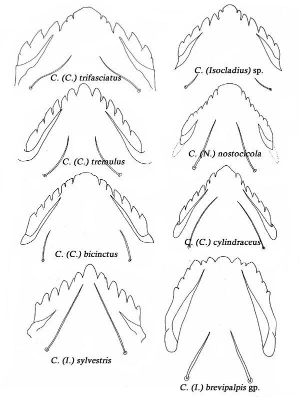 Cricotopus Cricotopus