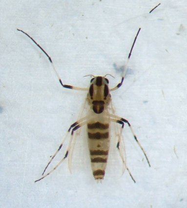 Cricotopus Midge Cricotopus BugGuideNet