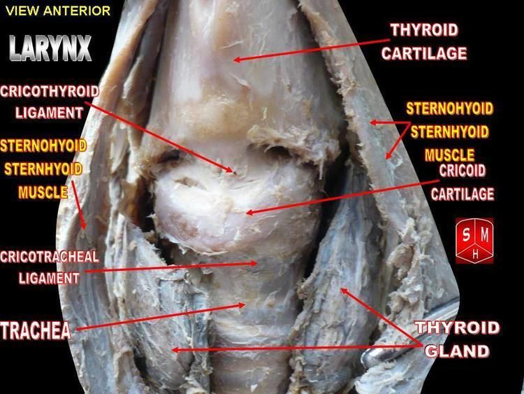 Cricotracheal ligament