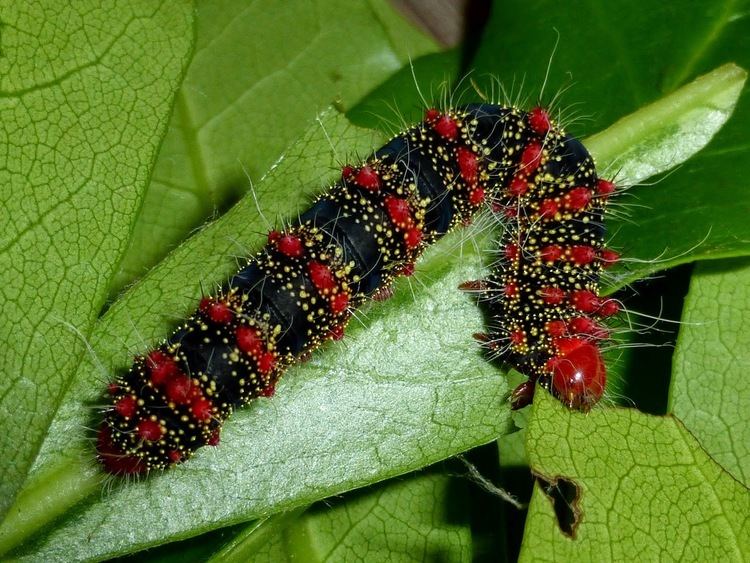 Cricula Silkmoths and more Cricula trifenestrata