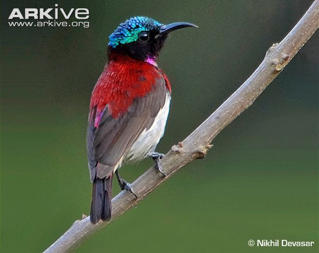 Crimson-backed sunbird Crimsonbacked sunbird videos photos and facts Nectarinia minima