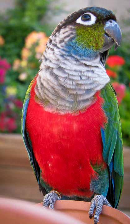 Crimson-bellied parakeet Pamperedpeeps Aviary Crimson Bellied Conure for sale in AZ Crimson