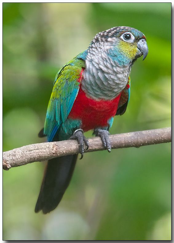 Crimson-bellied parakeet Crimsonbellied Conure photo Doug J photos at pbasecom