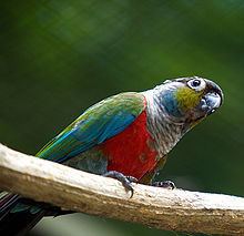 Crimson-bellied parakeet httpsuploadwikimediaorgwikipediacommonsthu