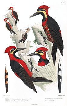 Crimson-bellied woodpecker httpsuploadwikimediaorgwikipediacommonsthu