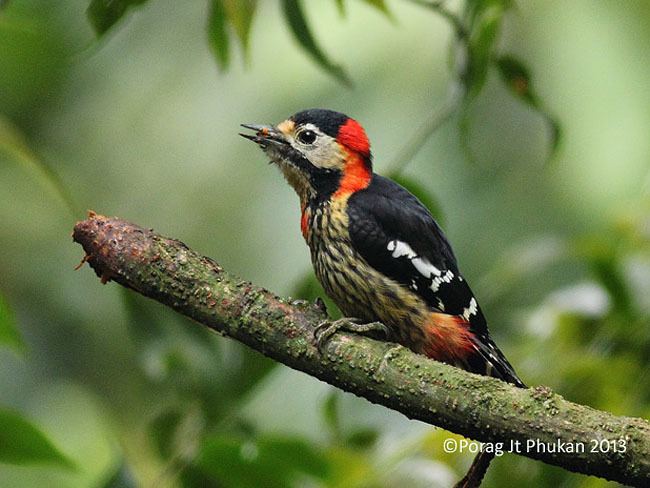 Crimson-breasted woodpecker orientalbirdimagesorgimagesdatacrimsonbreated