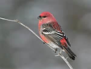 Crimson-browed finch More on Pinicola subhimachala Redheaded Finch