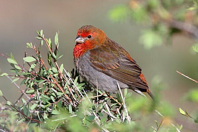 Crimson browed finch - Alchetron, The Free Social Encyclopedia