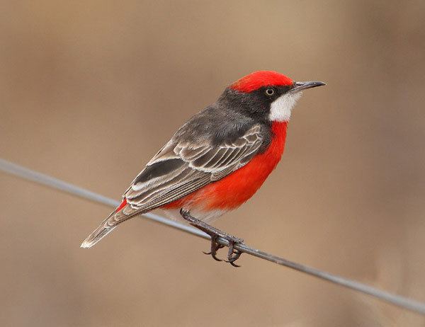 Crimson chat Crimson ChatSmallest and Cutest Birds In The WorldBebi Viral