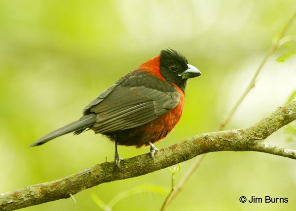 Crimson-collared grosbeak Crimsoncollared Grosbeak