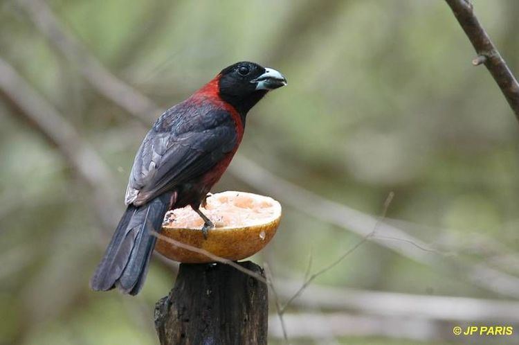 Crimson-collared grosbeak Crimsoncollared Grosbeak Rhodothraupis celaeno by JeanPhilippe