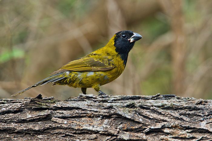 Crimson-collared grosbeak Crimsoncollared Grosbeak 1