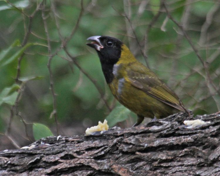 Crimson-collared grosbeak Crimsoncollared Grosbeak photos Birdspix