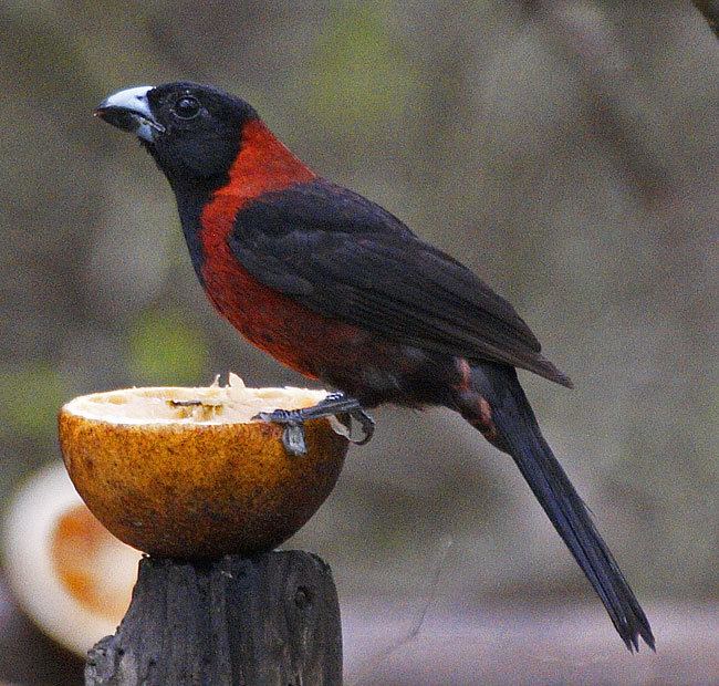 Crimson-collared grosbeak jboydnetTexas0520D1970jpg