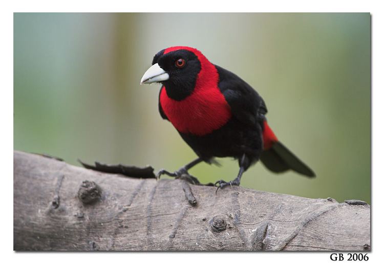 Crimson-collared tanager Crimsoncollared Tanager10jpg
