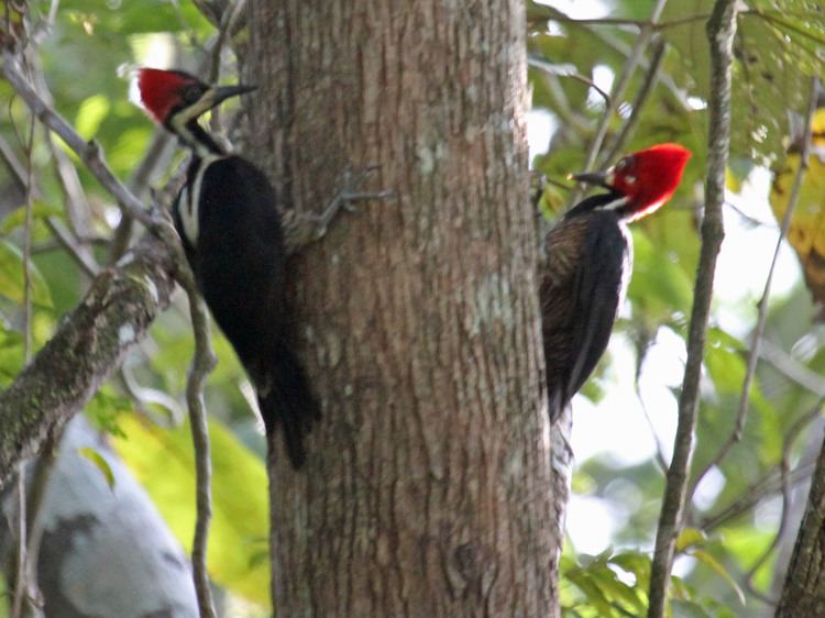 Crimson-crested woodpecker FileCrimsoncrested Woodpecker RWD4jpg Wikimedia Commons