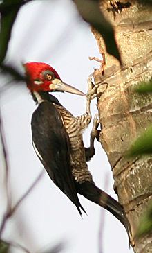 Crimson-crested woodpecker httpsuploadwikimediaorgwikipediacommonsthu
