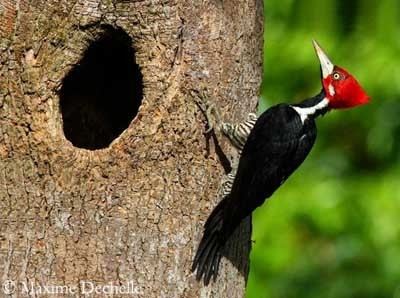 Crimson-crested woodpecker Crimsoncrested Woodpecker