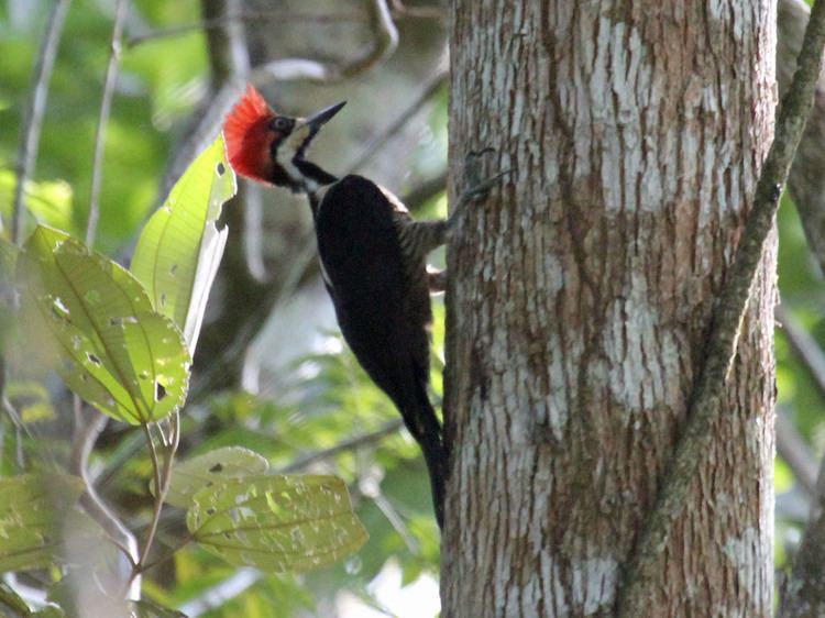 Crimson-crested woodpecker FileCrimsoncrested Woodpecker RWD3jpg Wikimedia Commons