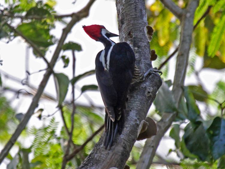 Crimson-crested woodpecker FileCrimsoncrested Woodpecker RWD6jpg Wikimedia Commons