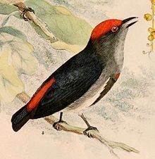 Crimson-crowned flowerpecker httpsuploadwikimediaorgwikipediacommonsthu