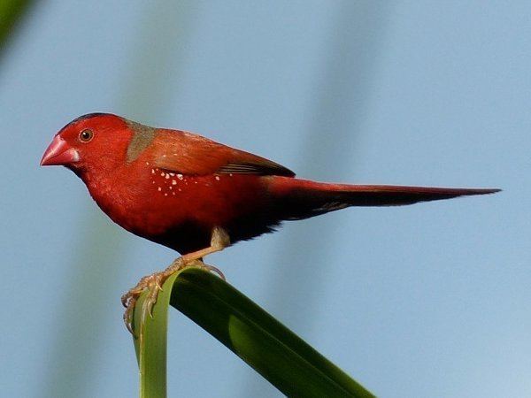 Crimson finch Crimson Finch Neochmia phaeton