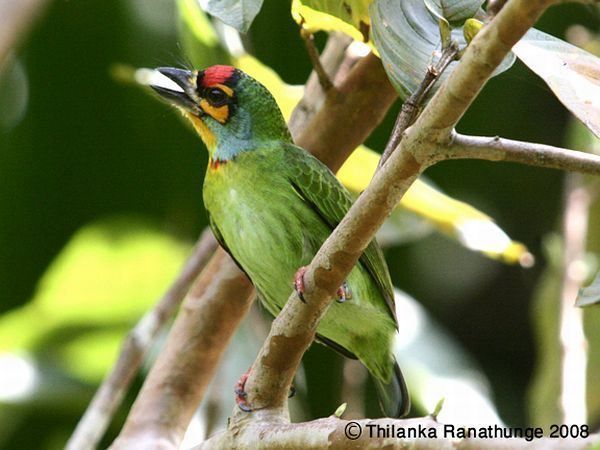 Crimson fronted barbet - Alchetron, The Free Social Encyclopedia