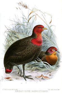 Crimson-headed partridge httpsuploadwikimediaorgwikipediacommonsthu