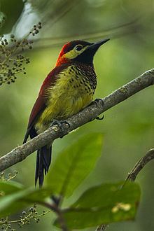 Crimson-mantled woodpecker Crimsonmantled woodpecker Wikipedia