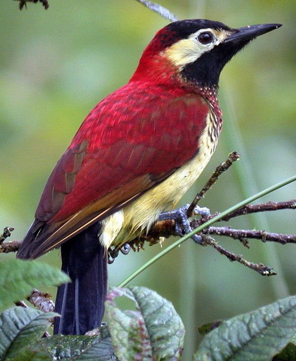 Crimson-mantled woodpecker animalmemozeecomArchOLD61187441925jpg