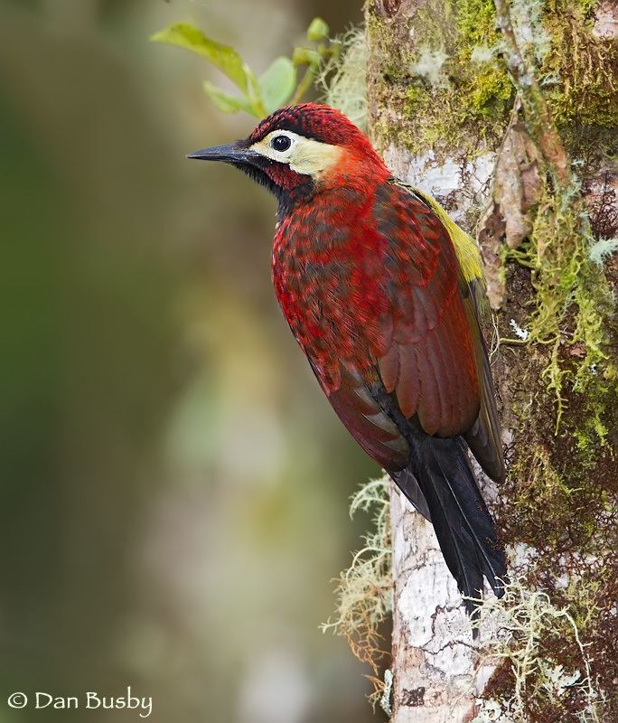Crimson-mantled woodpecker Crimsonmantled Woodpecker 7209 Dan Busby Photography