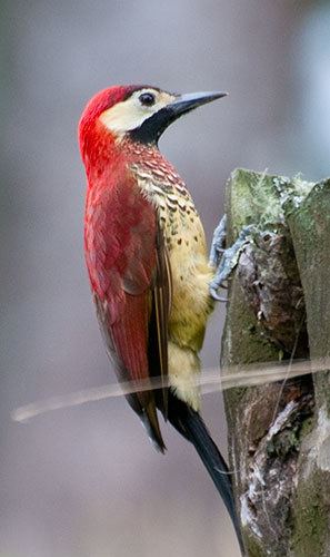 Crimson-mantled woodpecker Crimsonmantled Woodpecker BirdForum Opus
