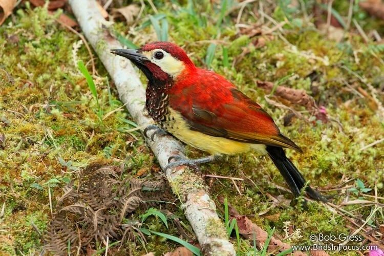 Crimson-mantled woodpecker 1000 images about lt Crimsonmantled woodpecker Colaptes rivolii