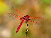 Crimson marsh glider httpsuploadwikimediaorgwikipediacommonsthu