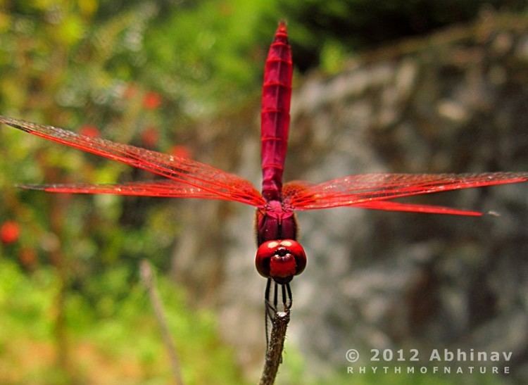 Crimson marsh glider Crimson Marsh Glider male Rhythm of Nature