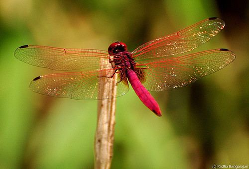 Crimson marsh glider Crimson Marsh Glider Crimson Marsh Glider Trithemis auror