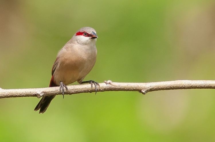 Crimson-rumped waxbill Roseyrump Waxbill Facts As Pets Care Temperament Pictures