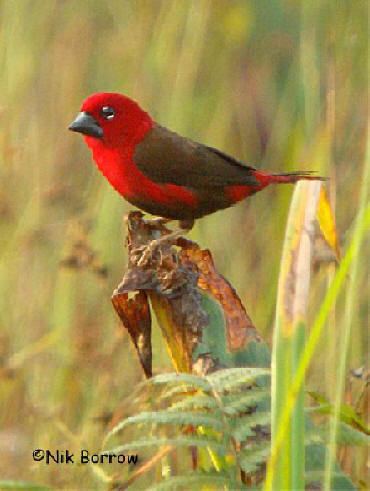 Crimson seedcracker worldbirdseualbum6cimsonseedcracker08jpg