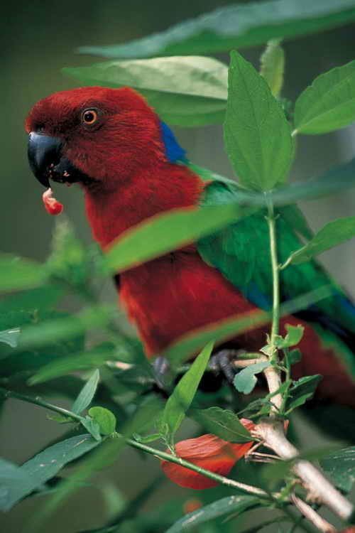 Crimson shining parrot Kadavu Crimson Shining Parrot Fiji Bird Watching