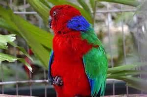 Crimson shining parrot More on Prosopeia splendens Crimson Shining Parrot