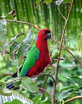 Crimson shining parrot Crimson Shiningparrot Prosopeia splendens