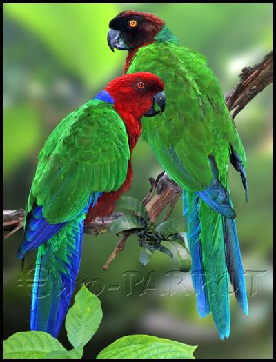 Crimson shining parrot Parrots Planetary Crimson Shining parrot