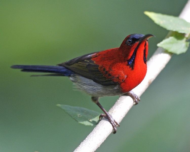 Crimson sunbird FileCrimson Sunbird Aethopyga siparaja malejpg Wikimedia Commons