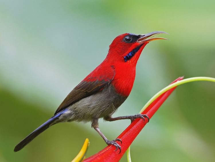 Crimson sunbird Crimson Sunbird Flickr