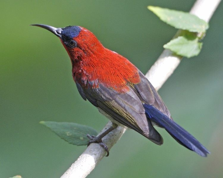 Crimson sunbird httpsuploadwikimediaorgwikipediacommons22
