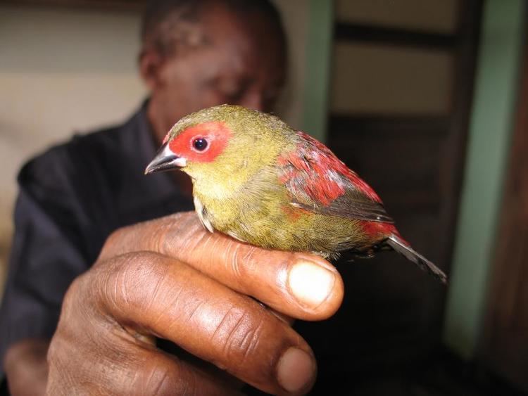 Crimsonwing Redfaced Crimsonwing Cryptospiza reichenowi African Birds
