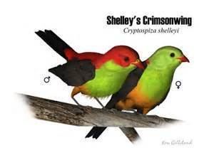 Crimsonwing More on Cryptospiza shelleyi Shelley39s Crimsonwing